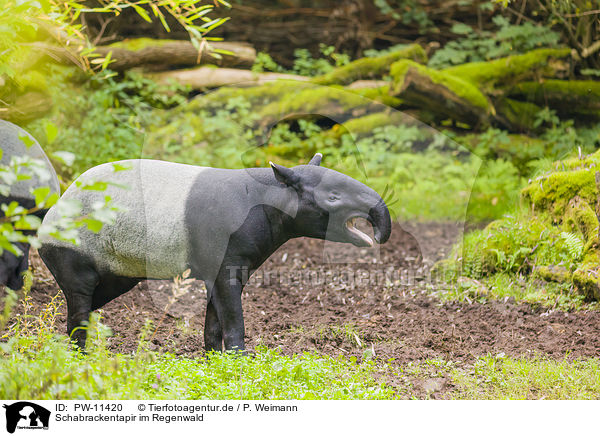 Schabrackentapir im Regenwald / Malayan tapir in rainforest / PW-11420