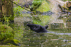 Schabrackentapir im Regenwald