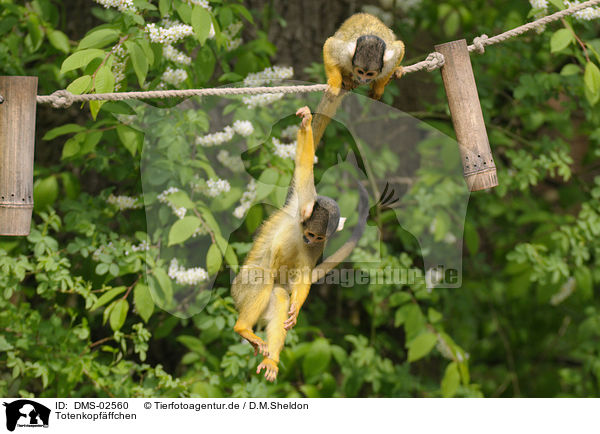 Totenkopfffchen / squirrel monkeys / DMS-02560