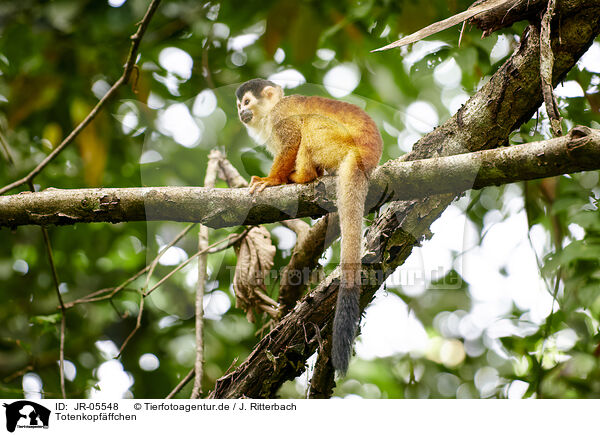 Totenkopfffchen / squirrel monkey / JR-05548