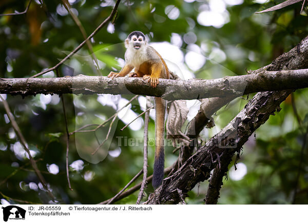 Totenkopfffchen / squirrel monkey / JR-05559