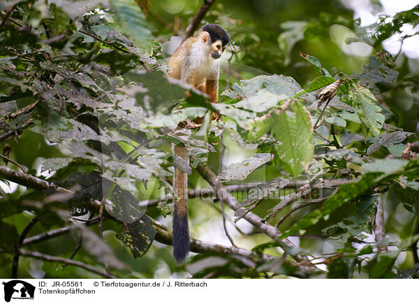 Totenkopfffchen / squirrel monkey / JR-05561