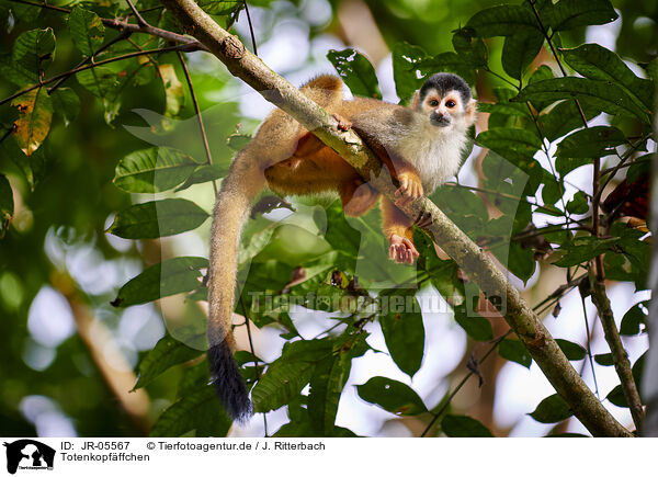 Totenkopfffchen / squirrel monkey / JR-05567