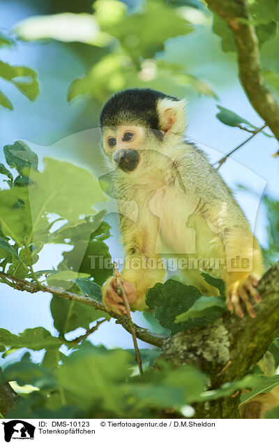Totenkopfffchen / squirrel monkey / DMS-10123