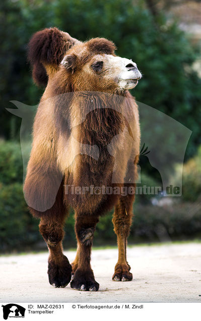 Trampeltier / bactrian camel / MAZ-02631
