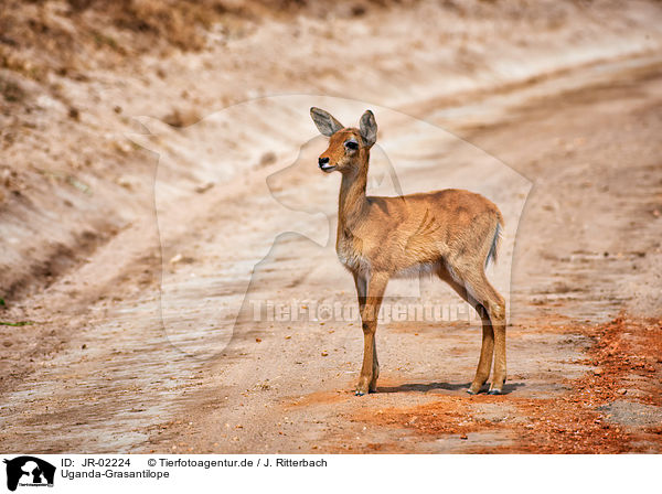 Uganda-Grasantilope / JR-02224