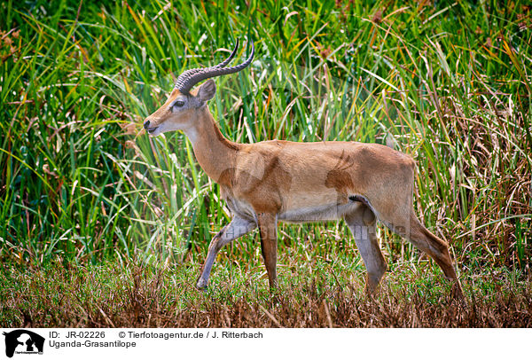 Uganda-Grasantilope / JR-02226