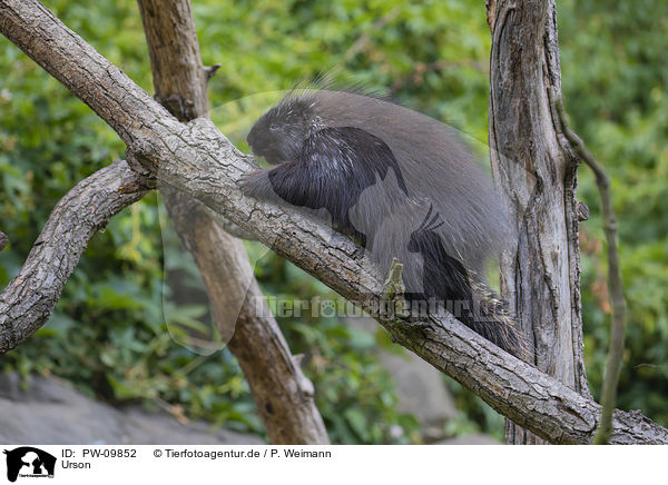 Urson / Canadian porcupine / PW-09852