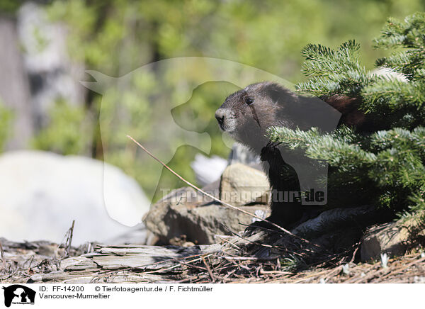 Vancouver-Murmeltier / Vancouver Island marmot / FF-14200