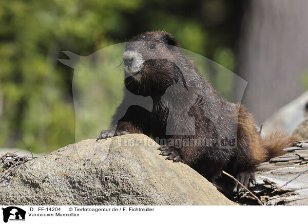 Vancouver-Murmeltier / Vancouver Island marmot / FF-14204