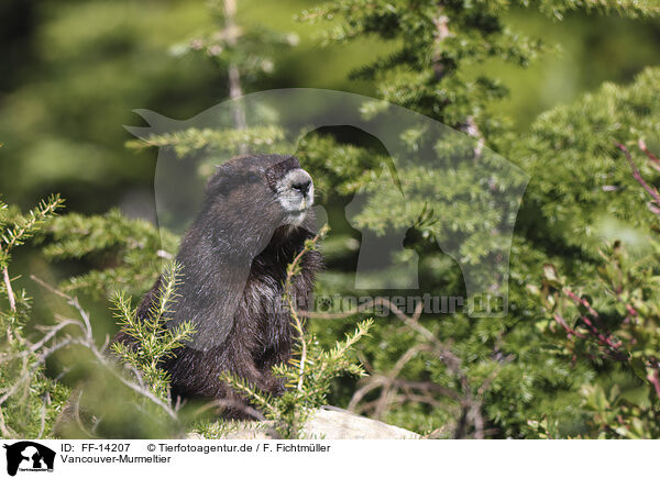 Vancouver-Murmeltier / Vancouver Island marmot / FF-14207