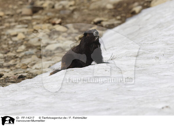 Vancouver-Murmeltier / Vancouver Island marmot / FF-14217