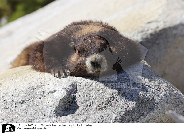 Vancouver-Murmeltier / Vancouver Island marmot / FF-14239