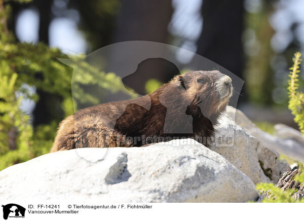 Vancouver-Murmeltier / Vancouver Island marmot / FF-14241
