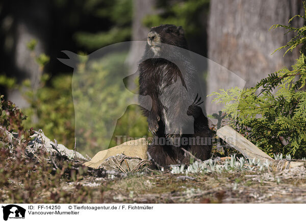 Vancouver-Murmeltier / Vancouver Island marmot / FF-14250