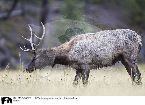 Wapiti / American elk / MBS-10628