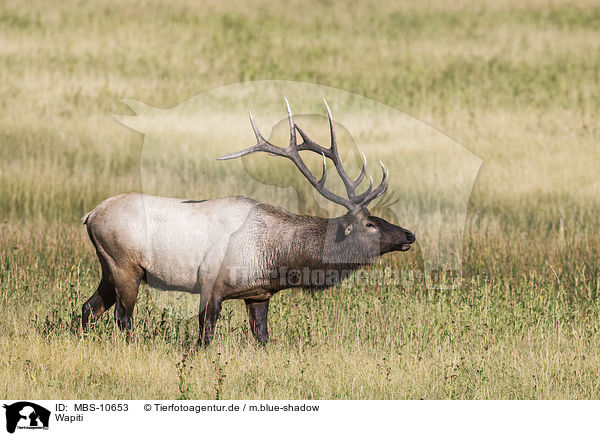 Wapiti / American elk / MBS-10653
