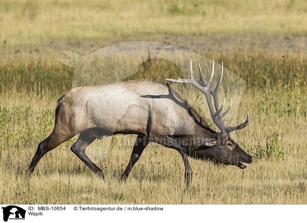 Wapiti / American elk / MBS-10654