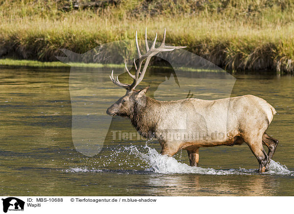 Wapiti / American elk / MBS-10688