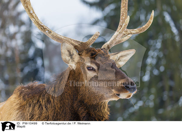 Wapiti / American elk / PW-10499