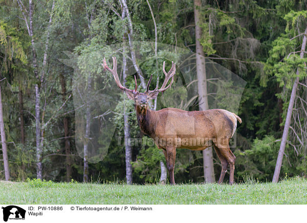 Wapiti / American elk / PW-10886