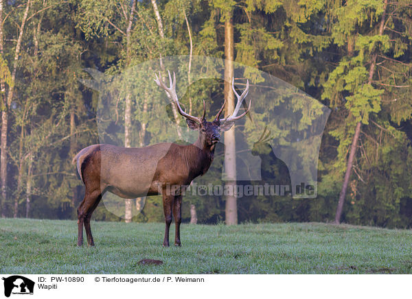 Wapiti / American elk / PW-10890