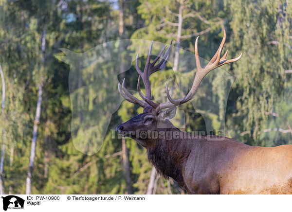 Wapiti / American elk / PW-10900