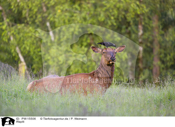 Wapiti / American elk / PW-15506