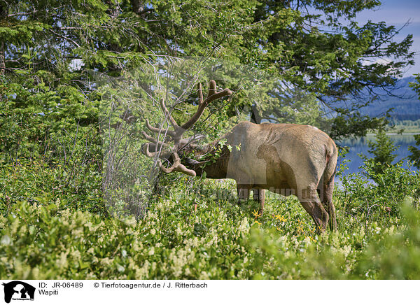 Wapiti / American elk / JR-06489
