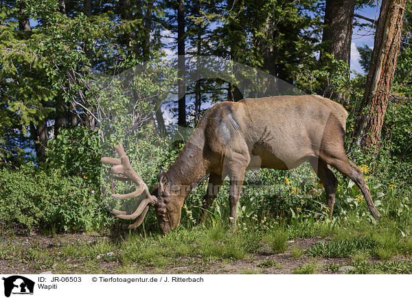 Wapiti / American elk / JR-06503