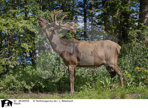 Wapiti / American elk / JR-06505