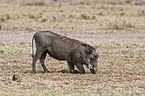 Warzenschwein