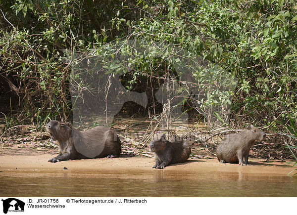 Wasserschweine / Capybaras / JR-01756