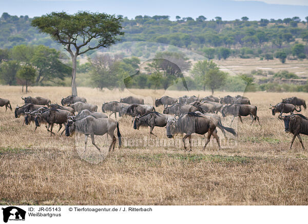 Weibartgnus / eastern white-bearded wildebeests / JR-05143