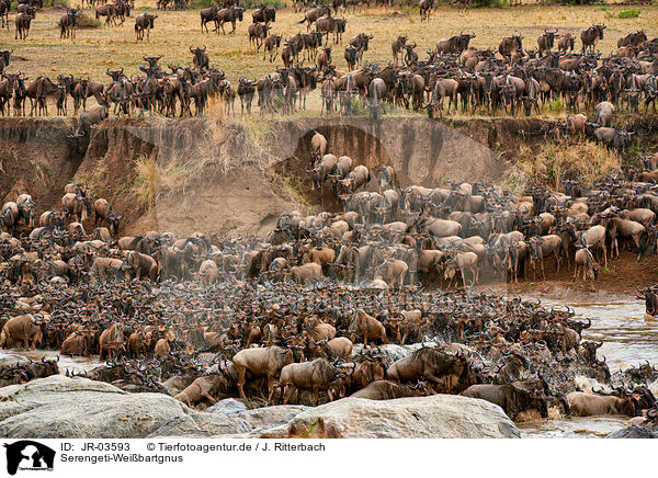 Serengeti-Weibartgnus / western white-bearded wildebeests / JR-03593