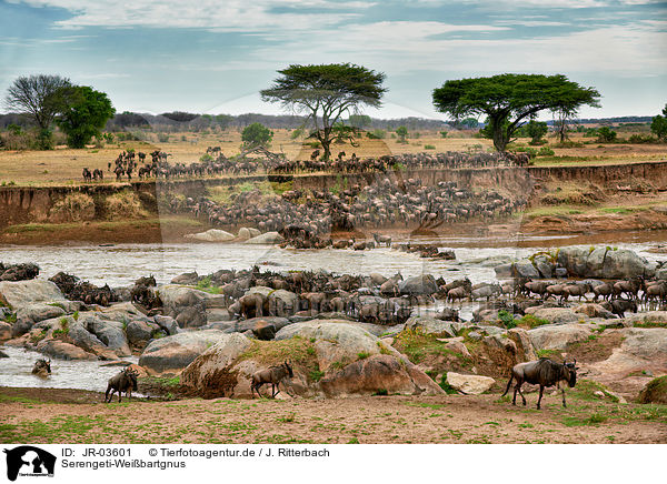 Serengeti-Weibartgnus / western white-bearded wildebeests / JR-03601
