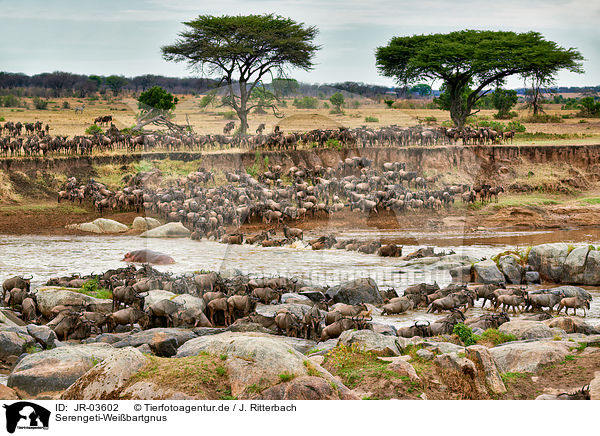 Serengeti-Weibartgnus / western white-bearded wildebeests / JR-03602