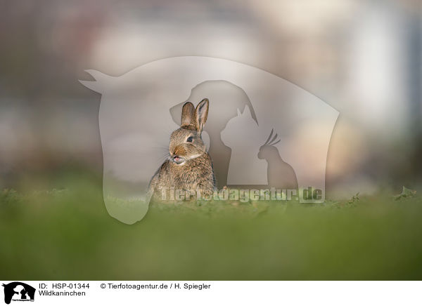 Wildkaninchen / european rabbit / HSP-01344