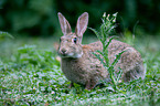 Wildkaninchen