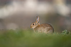 Wildkaninchen