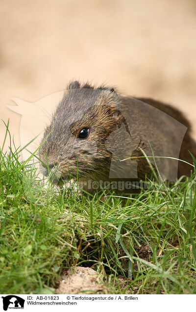 Wildmeerschweinchen / AB-01823