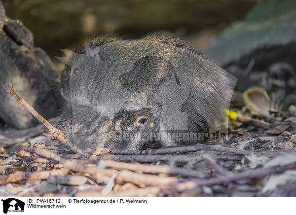 Wildmeerschwein / wild guinea pig / PW-16712