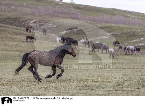 Wildpferde / wild horses / AM-06979
