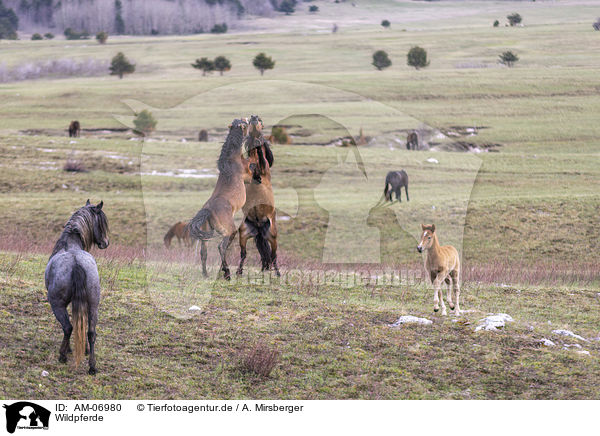 Wildpferde / wild horses / AM-06980