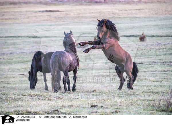 Wildpferde / wild horses / AM-06983