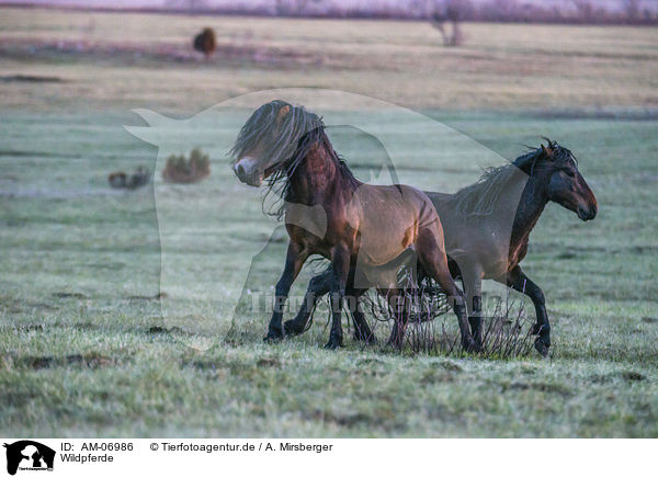 Wildpferde / wild horses / AM-06986
