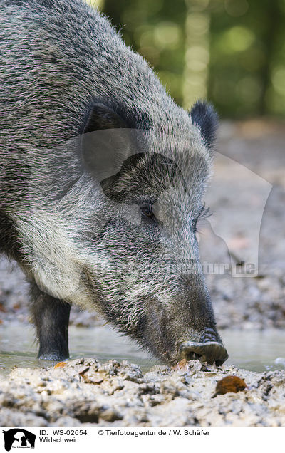 Wildschwein / wild boar / WS-02654
