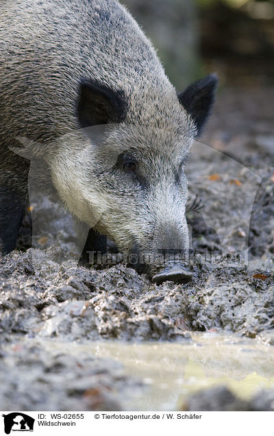 Wildschwein / wild boar / WS-02655