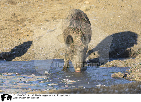 Wildschwein am Wasser / wild boar at the water / PW-06613