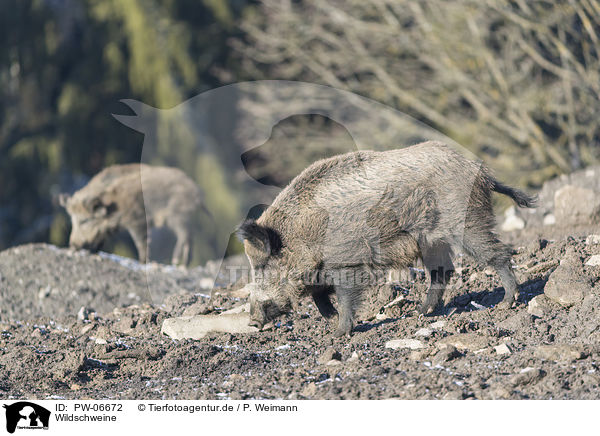 Wildschweine / wild boars / PW-06672